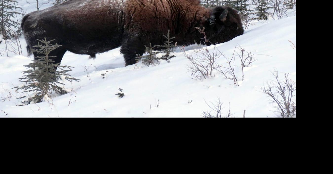 Delta bison herd hunting limited after at least 30 drown in pond ...
