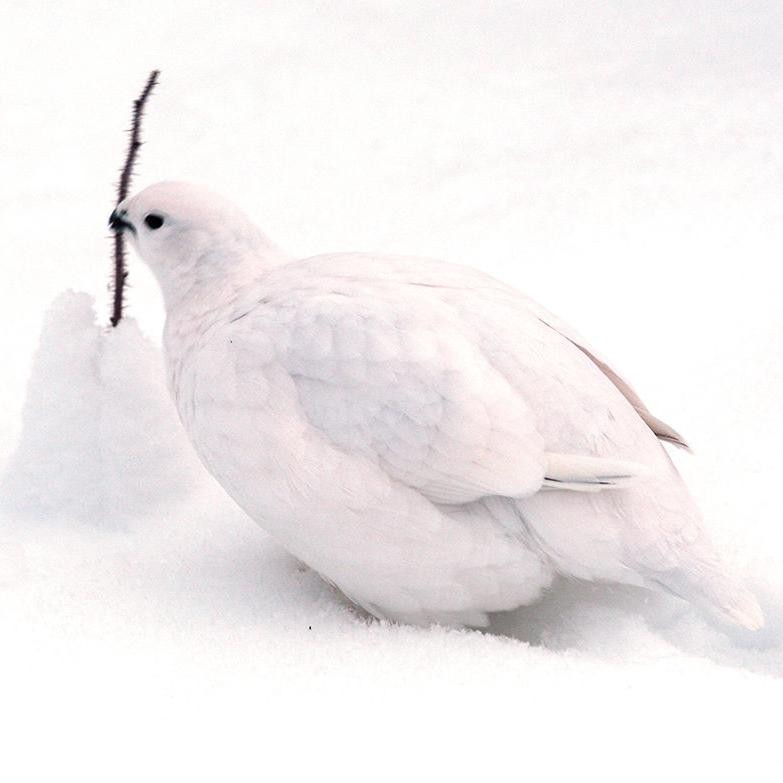 Interior Audubon societies plan for pandemic-friendly Christmas Bird Counts - Vimarsana News