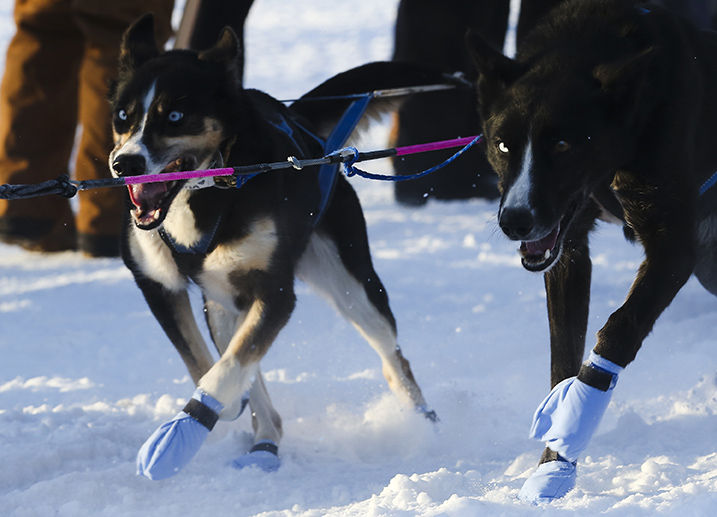 Yukon Quest Start