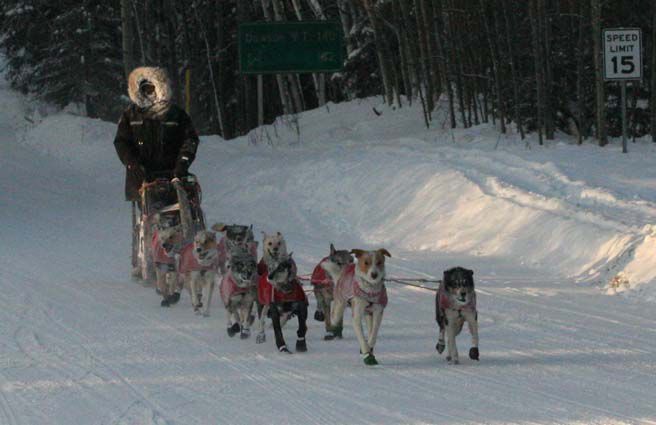 Yukon Quest musher Matt Hall passes through familiar territory | Local ...