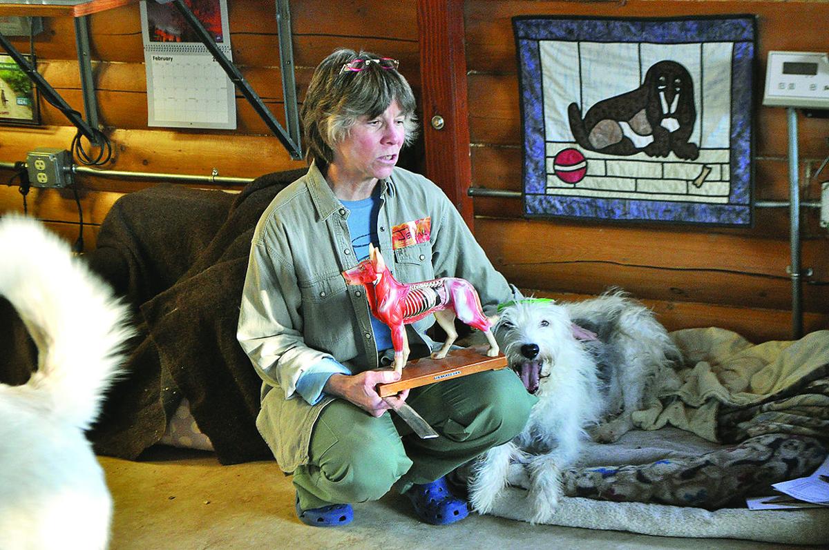 Sled Dogs Get Specialized Athletic Care At Chiropractic Clinic Outdoors Newsminer Com