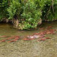 New tools track freshwater fish in a changing climate - Fairbanks Daily News-Miner
