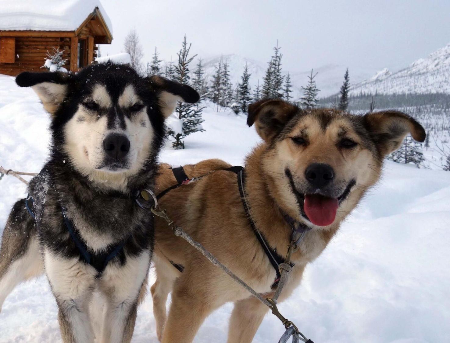 Secrets of the Alaska sled dog Alaska Science Forum