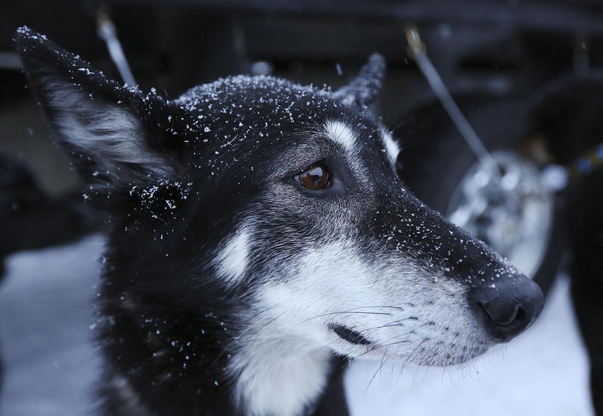 Yukon Quest Start