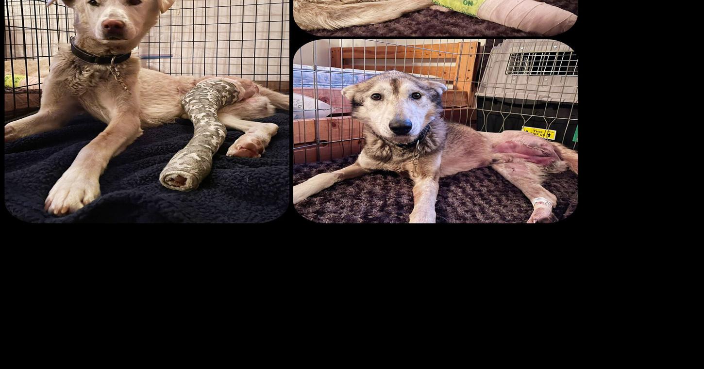 Two sled dogs are dead, seven more injured after reported collision ...