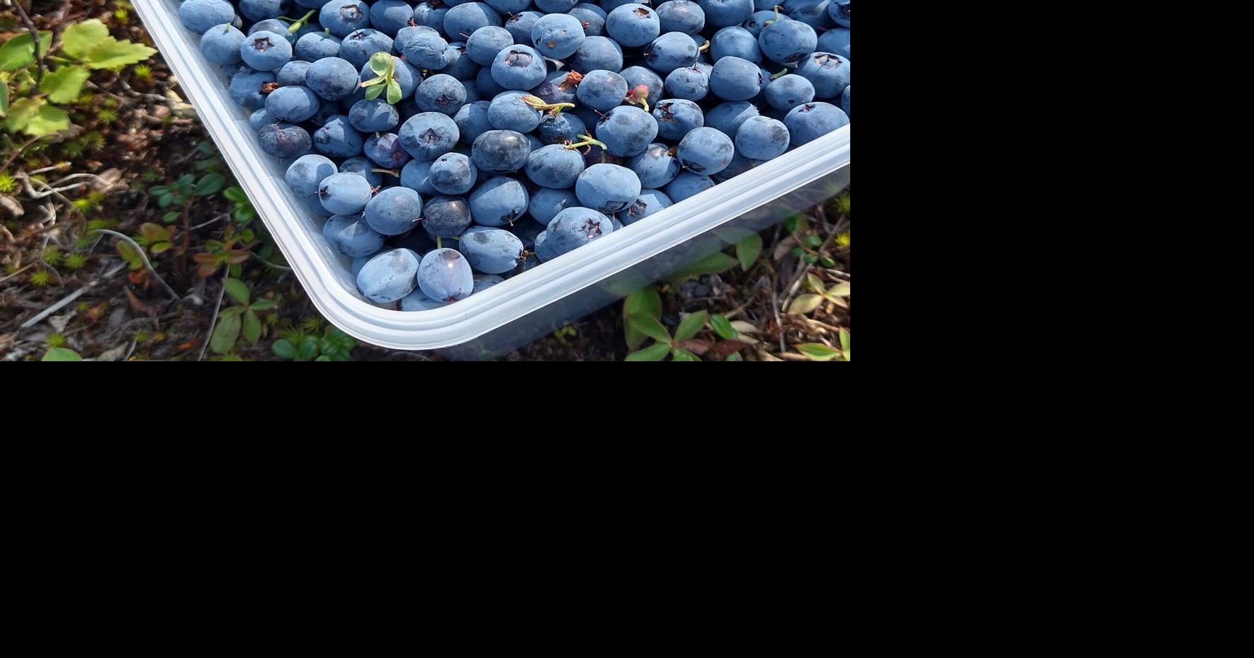Webinars highlight Alaska Native Plant Month