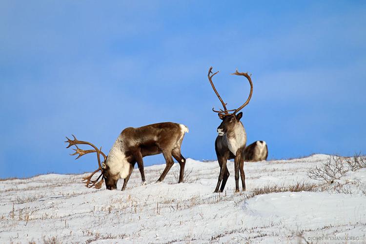 Fortymile caribou gather near Steese Highway Alaska News