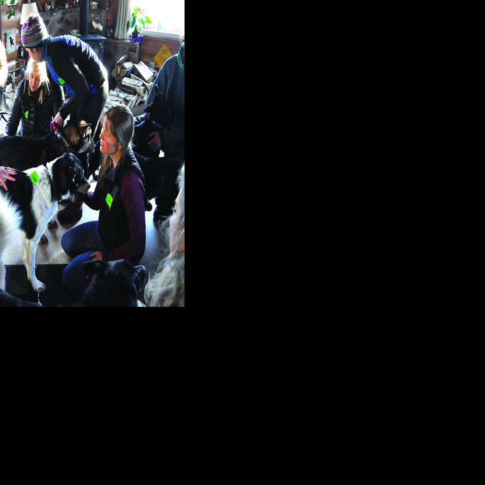 Sled Dogs Get Specialized Athletic Care At Chiropractic Clinic Outdoors Newsminer Com
