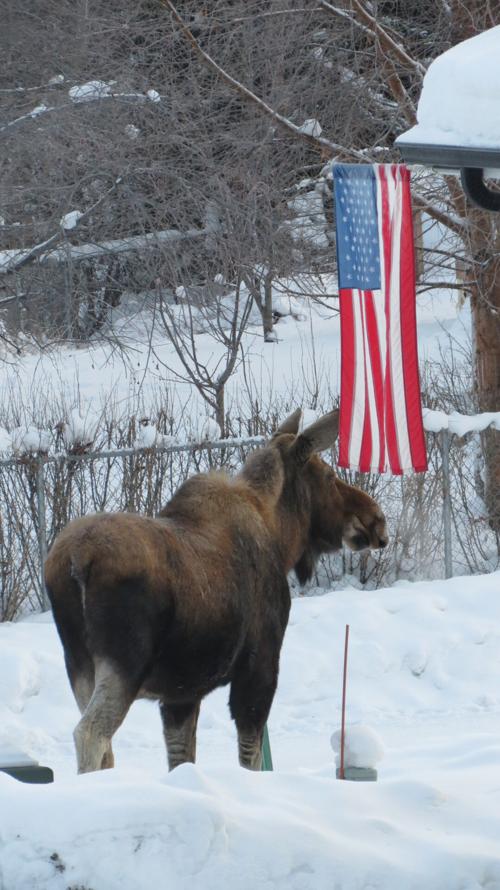 Moose and the American flag
