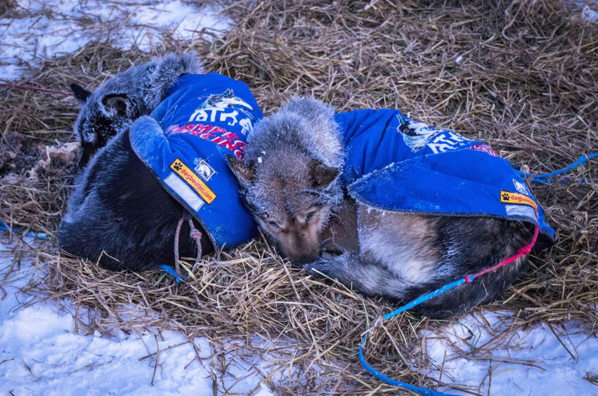 Yukon Quest 101 Central Featured