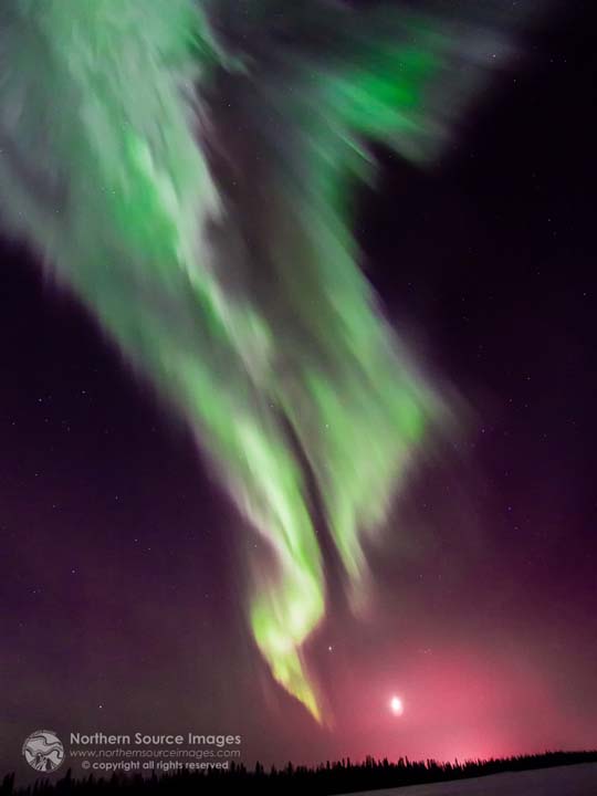 st patricks day aurora dunedin