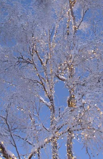 Downtown Christmas Tree Shines Light On Distant Birch Branches