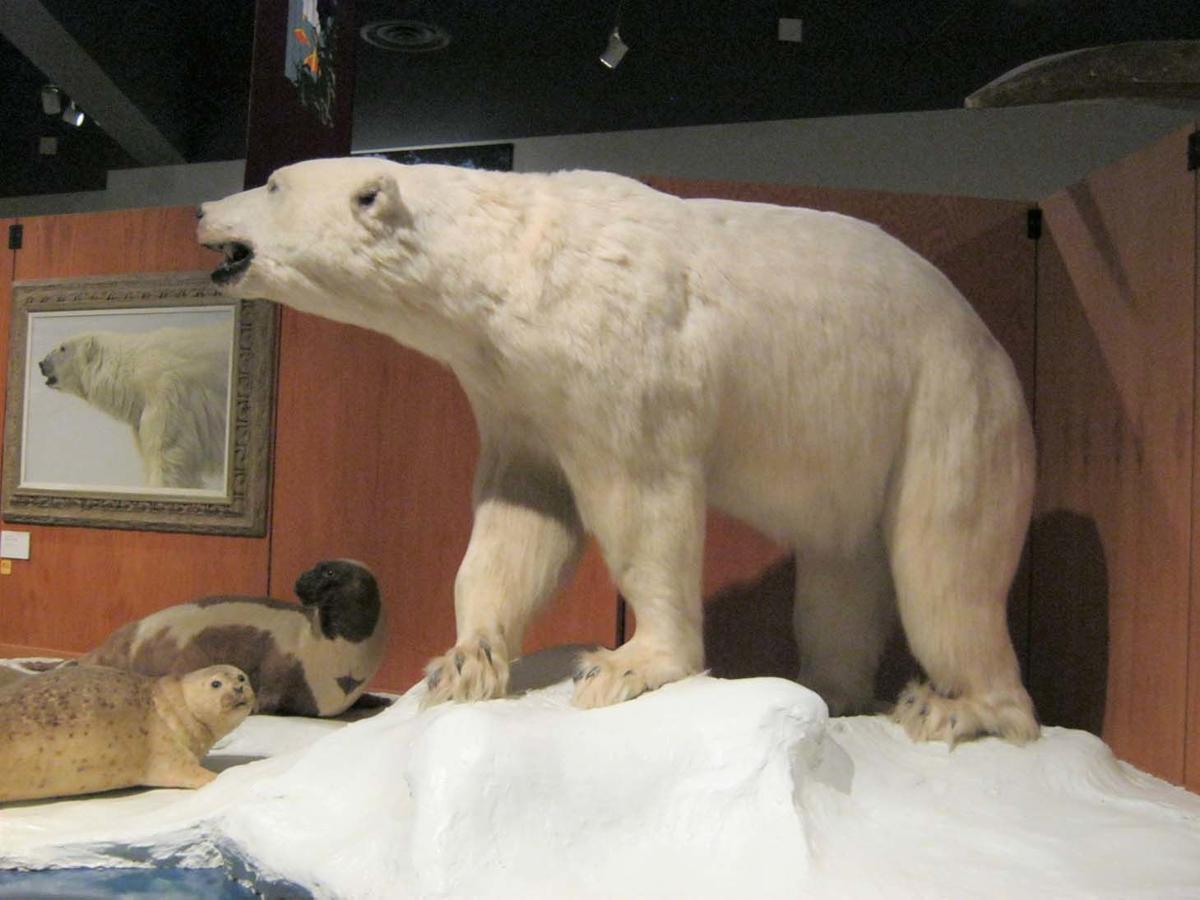 Is A Sea Otter A Carnivore Herbivore Or Omnivore