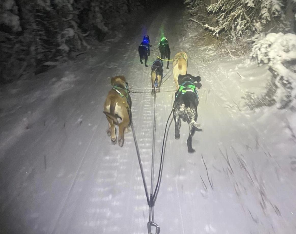 Raising money to make sled dogs more visible | Local News | newsminer.com