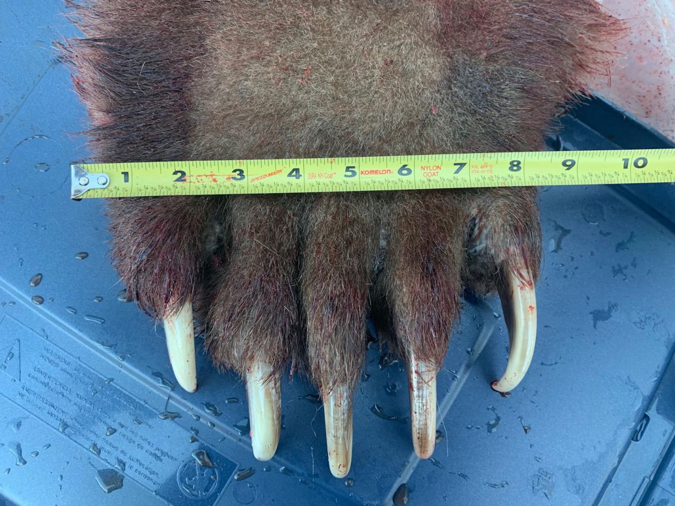 4 foot tall bear