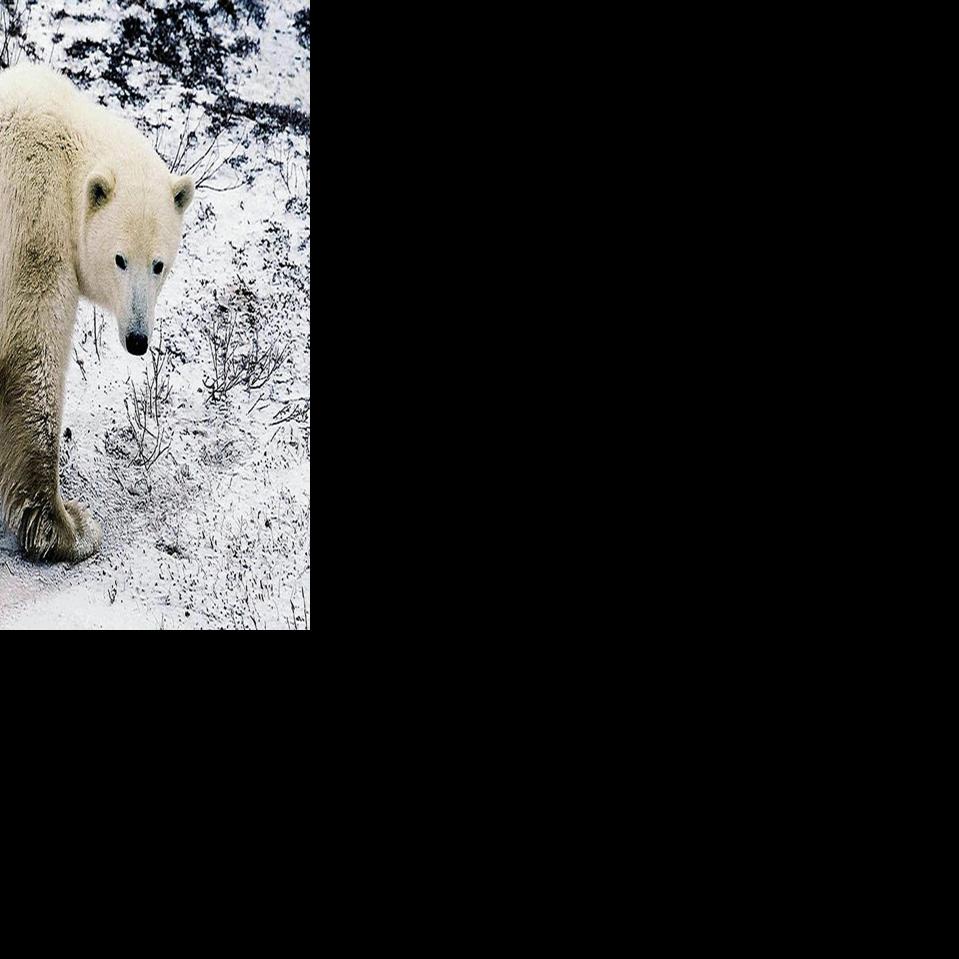 Polar bears could be extinct by end of the century study Alaska News