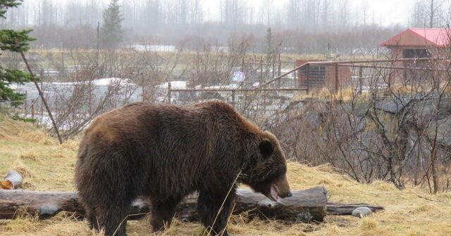 Supreme Court declines to hear bear baiting case Alaska News