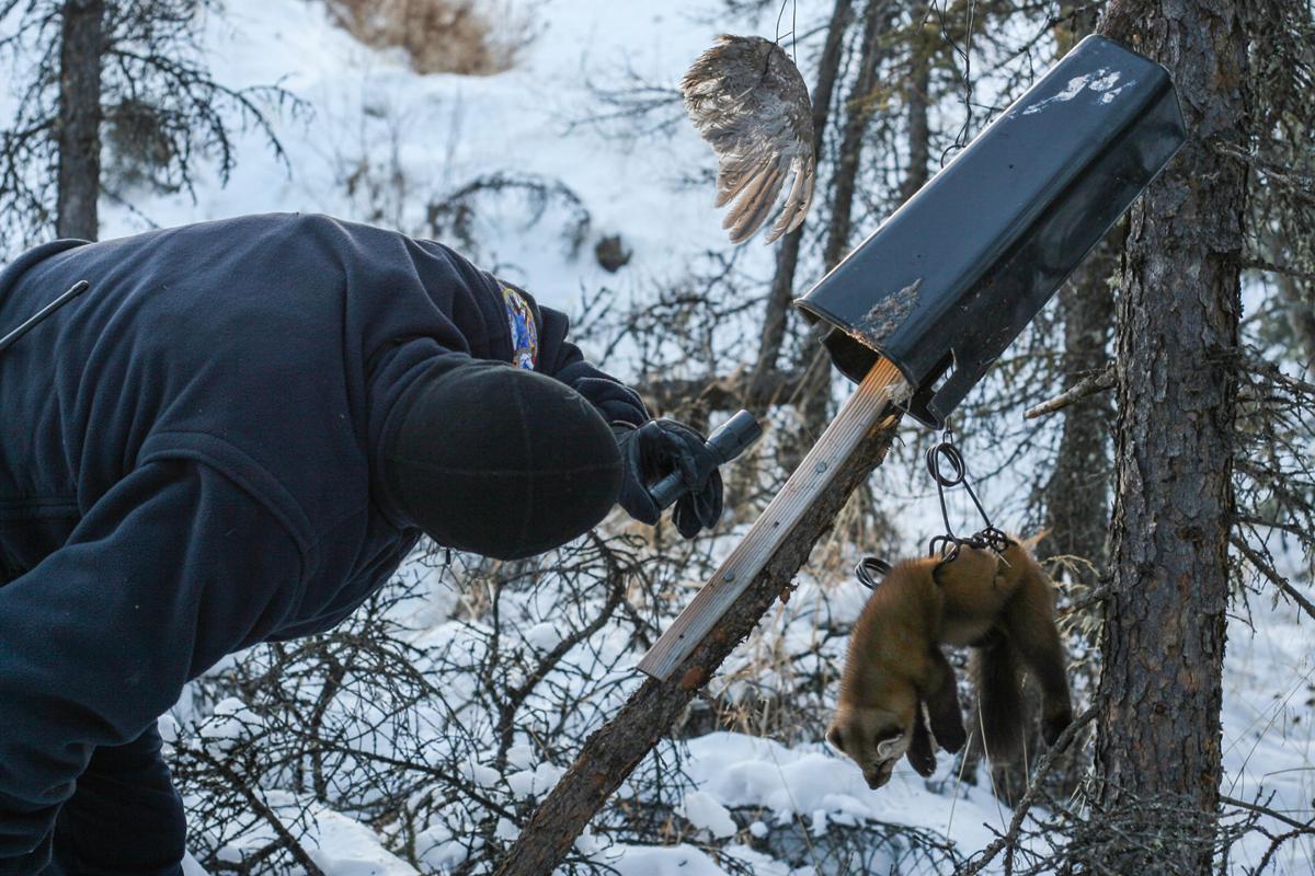 A perfect pairing Fairbanksarea trappers fund student’s research Local News