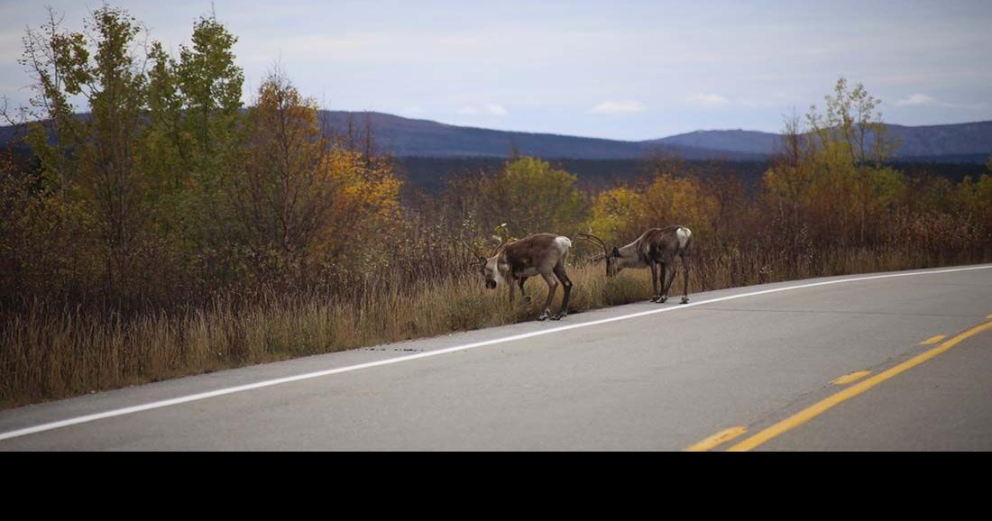 Caribou are the roadside attractions along the Steese Highway