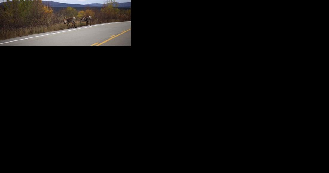 Caribou are the roadside attractions along the Steese Highway - Vimarsana News
