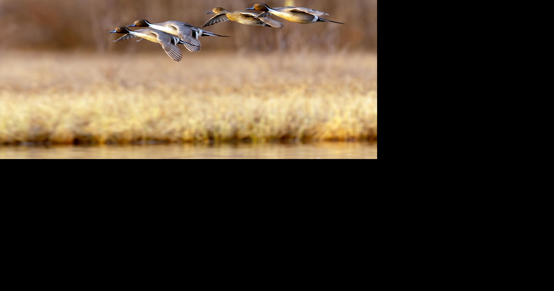 Conserving the miracle of migration