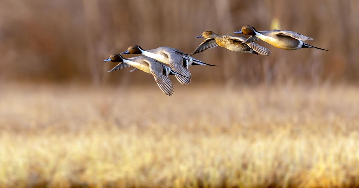 Conserving the miracle of migration