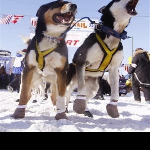 Booties Can Protect Dogs Feet Against Extreme Conditions Iditarod Newsminer Com