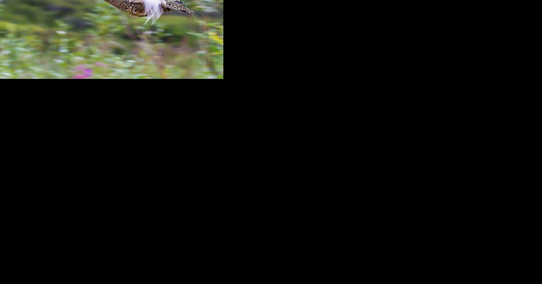 A tale of three ptarmigan: When to shoot fast, when to shoot slow - Vimarsana News