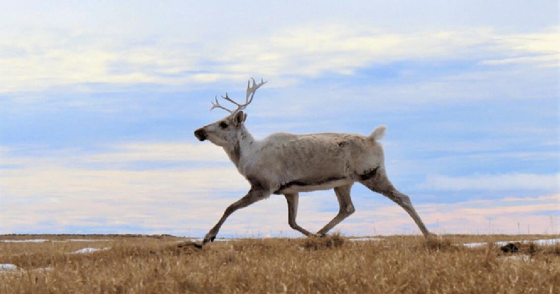 U.S. tribes bolster caribou recovery and restoration in British Columbia