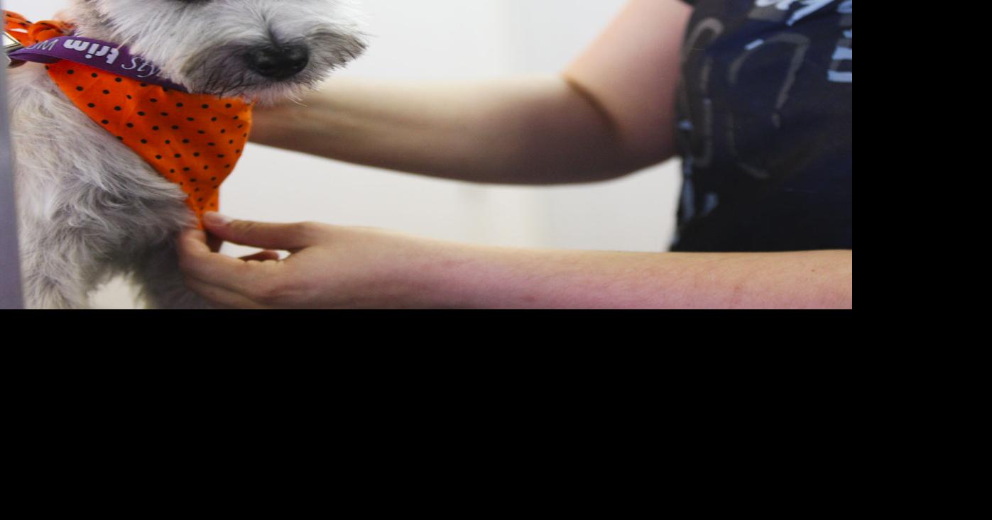 Dog grooming in Fairbanks takes to the road Local Business