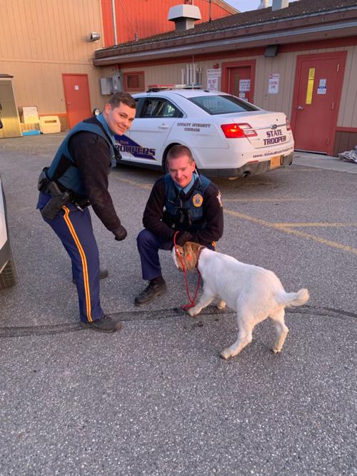Goat captured