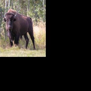 Fish and game, forestry team up and plow to help Delta Bison | Outdoors ...