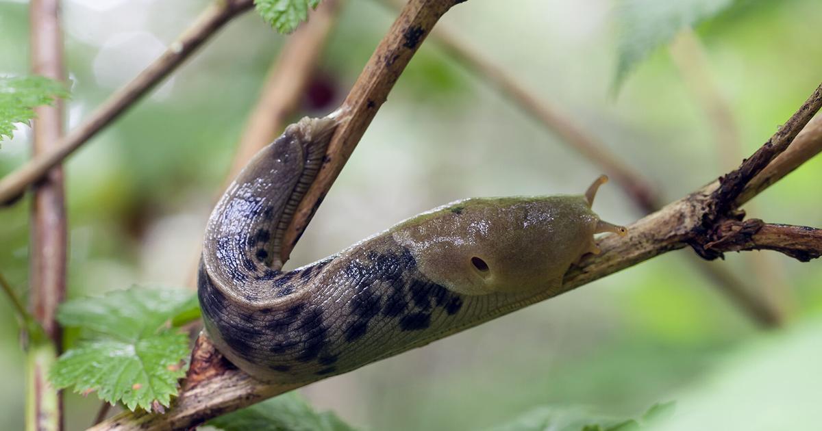 Slug Features Citizen science project tracks slugs as they slither north | Community ...