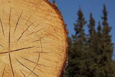 Moisture Disclosures Now Required In Firewood Purchases Local