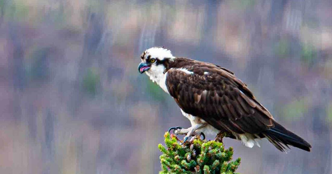 The mad dash of spring continues in the subarctic