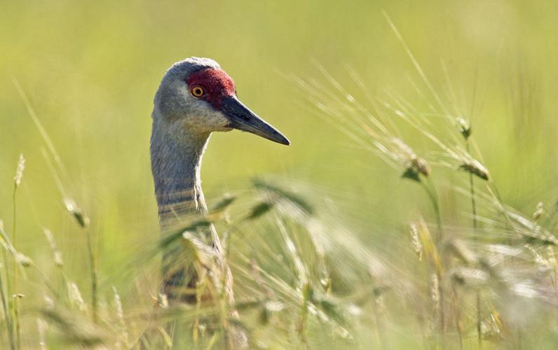Creamer's Field festival celebrates the sandhill crane Latitude 65