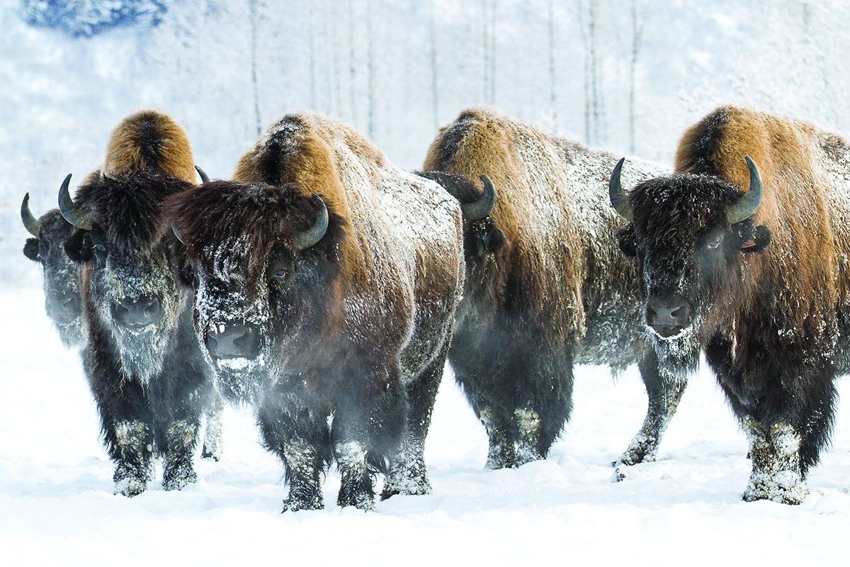 Critter Corner: Wood Bison will roam Alaska again | Outdoors ...