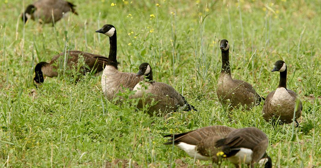 When Creamer’s Field went to the birds, one goose had opinions