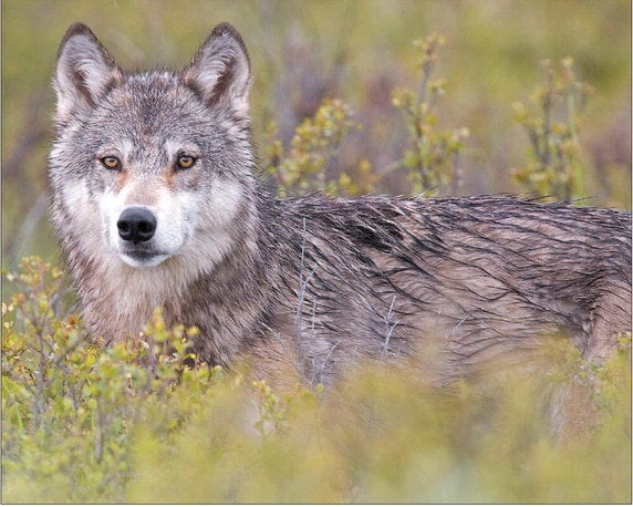 Denali wolf