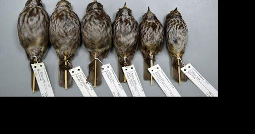 Birds, migration and the science in Beringia - Vimarsana News