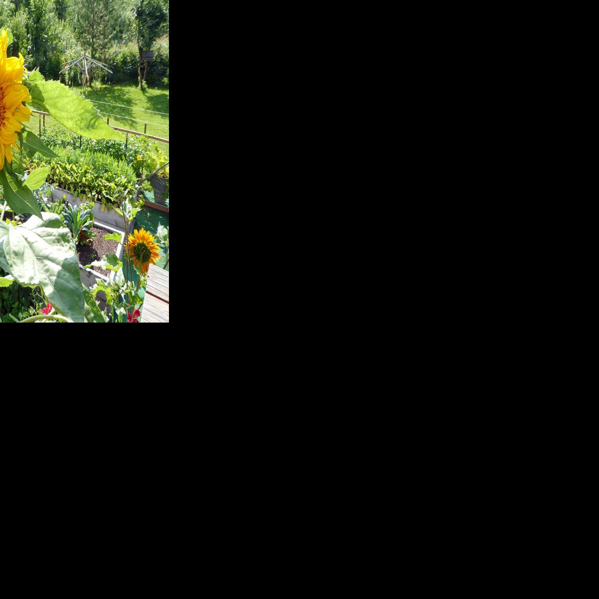 Mammoth sunflower Photo Of The Day