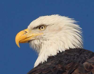 Death Of Bald Eagle Found On Uaf Campus Under Investigation