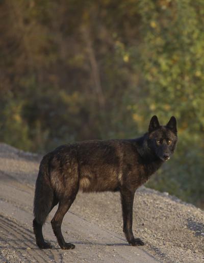 Riley Creek Wolf Pack