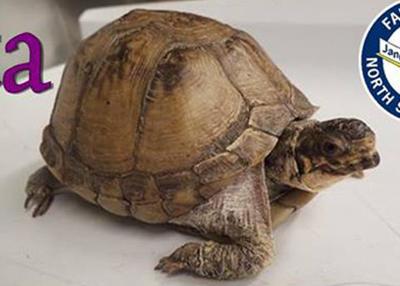 Bata bing: 40-year-old box turtle adopted after just one ...