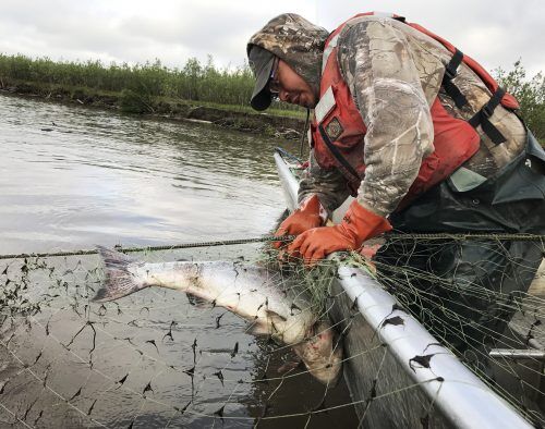 Alaska salmon returning smaller amid climate change