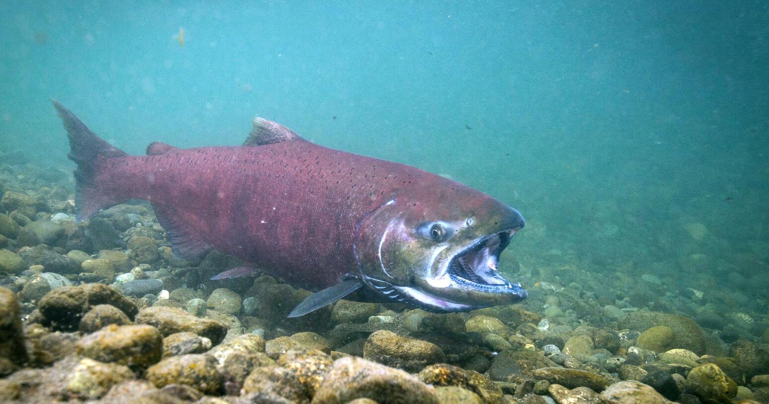 Chinook salmon fishing off limits due to federal closure - Vimarsana News