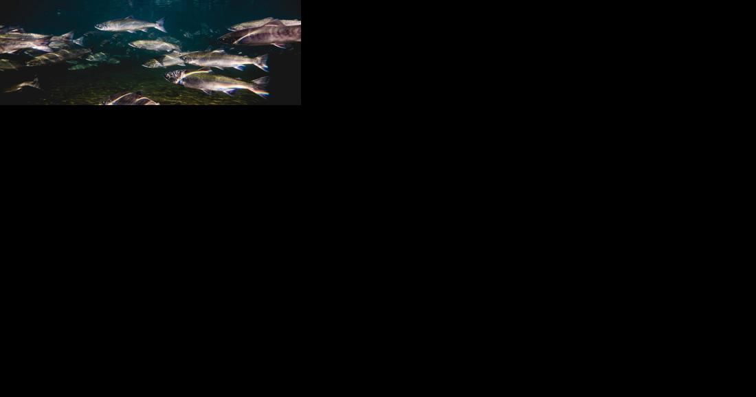 Sockeye salmon - Vimarsana News