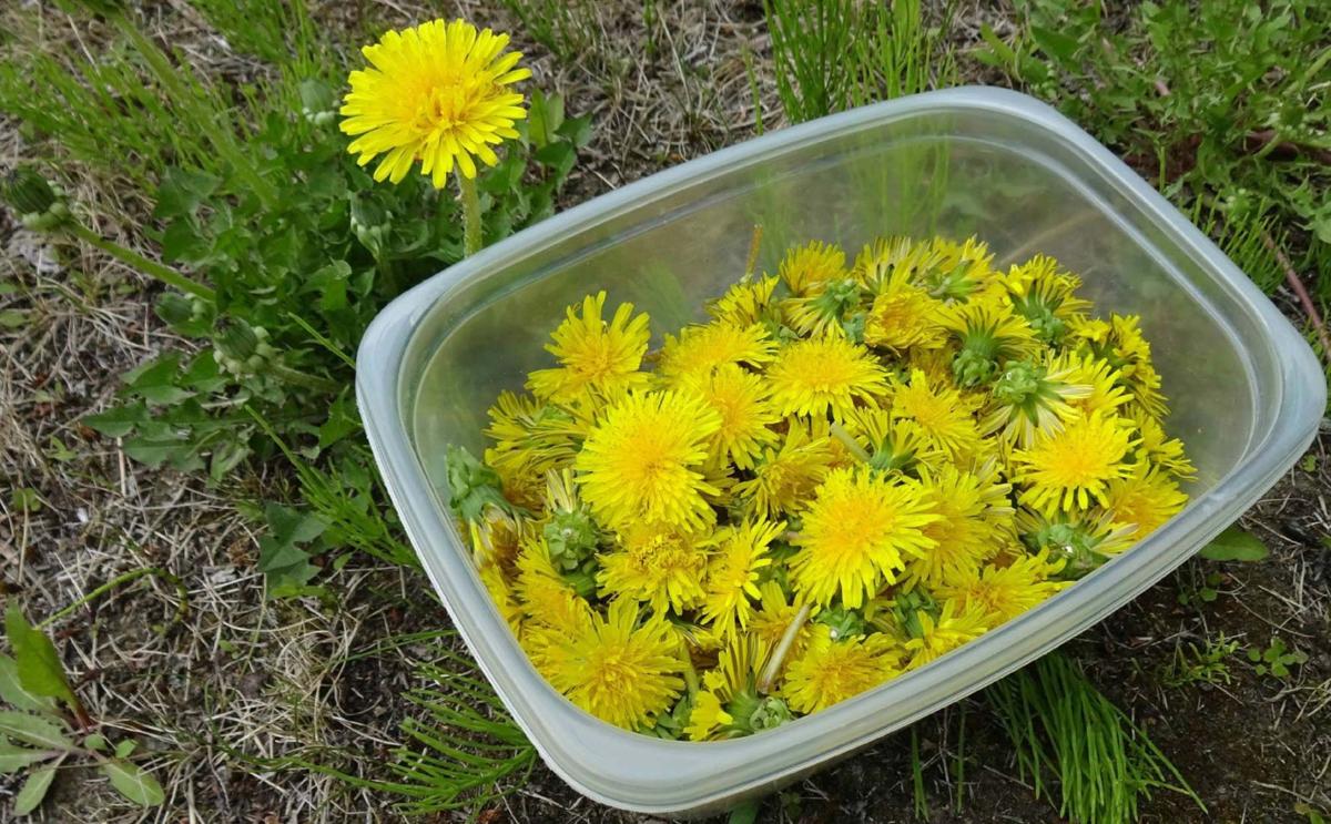 Don't dismiss dandelions when it comes to summer cooking Food