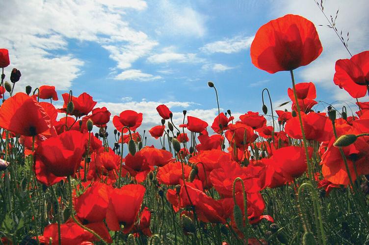 Rep. Stapp, Sen. Dunbar prefile bill for Alaska Veterans' Poppy Day ...