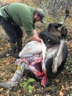 how long does it take to field dress a moose The Queen of Moose Processing: how to prepare your kill for mighty fine  dining